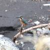カワセミ