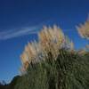 神代植物公園　温室を見た後は秋の青い空の下、芝生でゴロゴロ