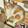 こんなところで？るるちゃんの謎寝床。