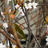 桜吹雪を眺めつつ・発表会のお知らせ