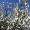 今日は暖かい一日でした（桜、散る散る〜♪♪）