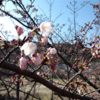 Apr. 2, 2017 須磨の桜
