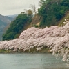 滋賀県、海津大崎は、桜満開でした