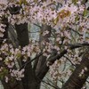 春麗しの桜