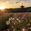 奈良の絶景スポット。一面のコスモス畑が美しい法起寺にて撮影