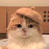 ハヴィちゃんのファーまんじゅう