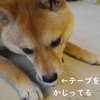 一人で遊ぶ姿、だよ。