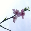 わが庭の桜