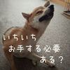 夏バテ？HSDog？千鳥の大悟化現象 今日の柴ちゃん187 毎日ご飯