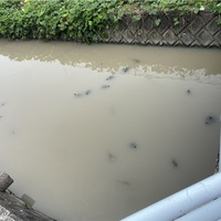 カメカメとぞうやくやく