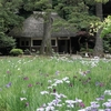 続・花菖蒲を楽しむ『小石川後楽園』