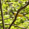 早戸川林道で野鳥探し 2019-04-20