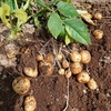 梅雨の晴れ間のじゃがいも収穫