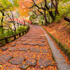 落ち葉がびっしり：高岡古城公園