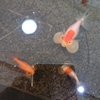 風水で金魚の数は決まってるらしい