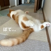 暑くなってごーろごろ。