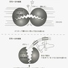 もともとある意識とは？