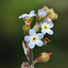 散歩道の花　キュウリグサなど