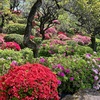 知る人ぞ知るツツジの名所！「池上梅園」のツツジの開花状況