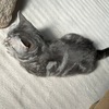 ひなたぼっこする猫。来る猫来なくなった猫。ニゲラを食べるダンゴムシ。