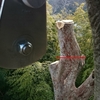 崖上のエノキ大木の木登り伐採3日目