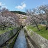 大津市内の桜