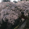 瀧蔵神社の権現桜