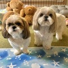 小ちゃいふたり