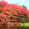 2015年10月24日､軽井沢の雲場池の紅葉を見に行ってきた写真です（番外編)｡