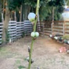 モモの花が咲きました