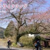 江の川桜サイクリング2023大会サイトをアップしました！
