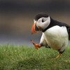 Faroe Islands編（12）滞在日記　 Torshavn④　Norsoy islandショートトリップ。