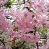 桜～平野神社その５