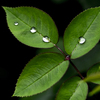 雨を撮る