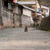 隣県離島のねこさん