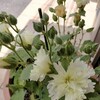 アルセアの二番花開花中：種まき316日目／10ヶ月と12日目