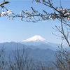 巨樹と桜と富士山。