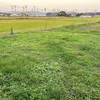 今年最後の草刈り　ー家の近くの休耕田や畑の周辺ー