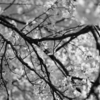 桜をLeica SL2-Sとズミクロン SL50mmで撮影【モノクロHC】
