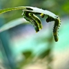 ぶらさがるいもむしのポーズ