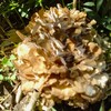 マジかよ！我が敷地内に「舞茸（マイタケ）」が出たぜ！！