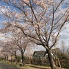 2019さが　桜満開