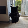 今朝の黒猫ダブル
