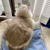Y子の足音に反応