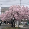 ４月７日（水）朝一番にお城の桜、石部桜、米沢の千歳桜、新鶴自治区区長会総会、