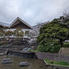 桜探訪🌸北九州市小倉北区【中央公園】桜の美しさを楽しむ🌸