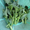おすすめの野菜　茎ブロッコリー