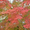 笠間稲荷は紅葉もキレイでした。