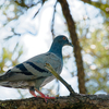 鳩＆鳩＆雀