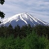 新緑と森の花たち